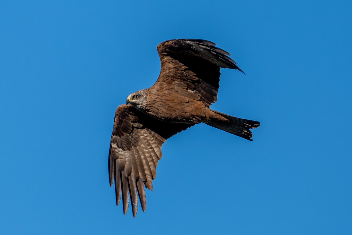 Black Kite - ML659334144