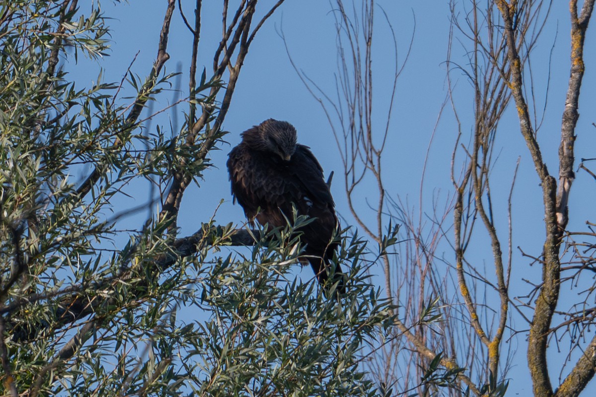 Black Kite - ML659334145
