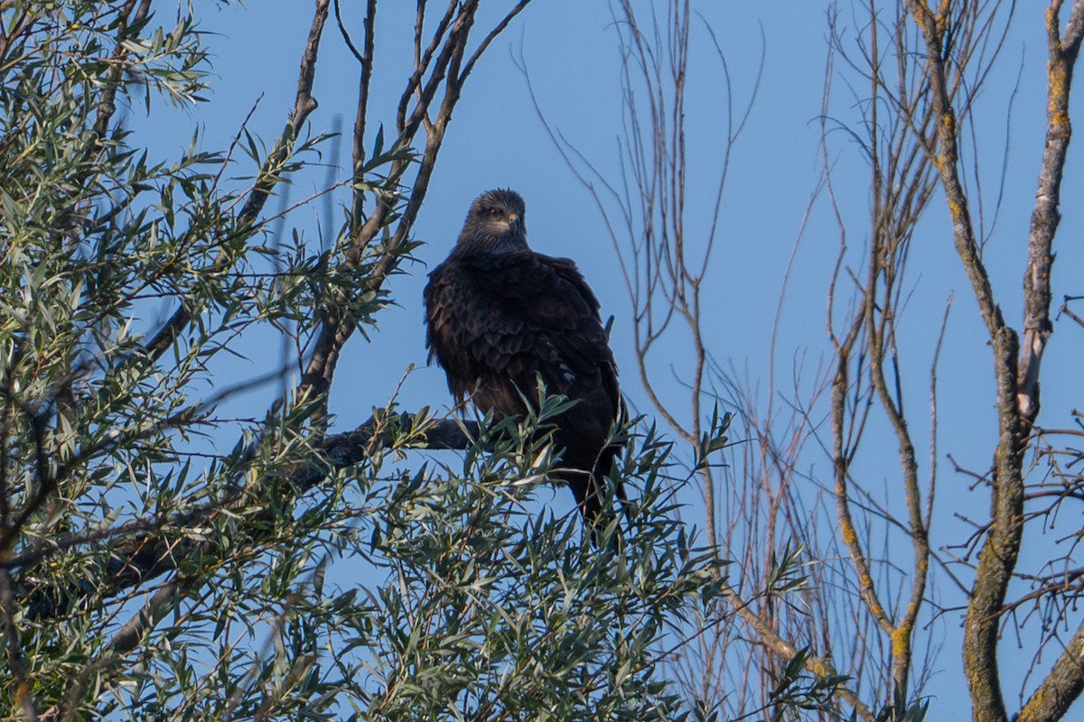 Black Kite - ML659334146