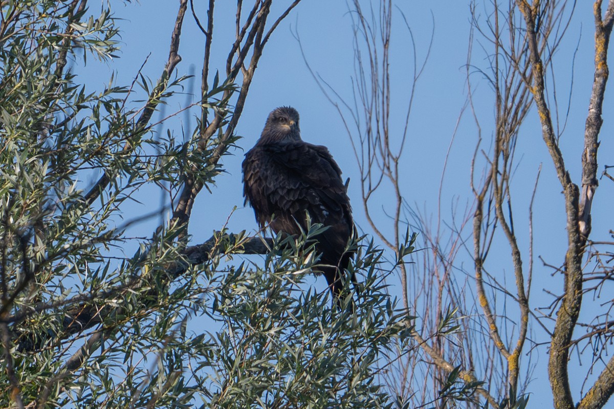 Black Kite - ML659334147