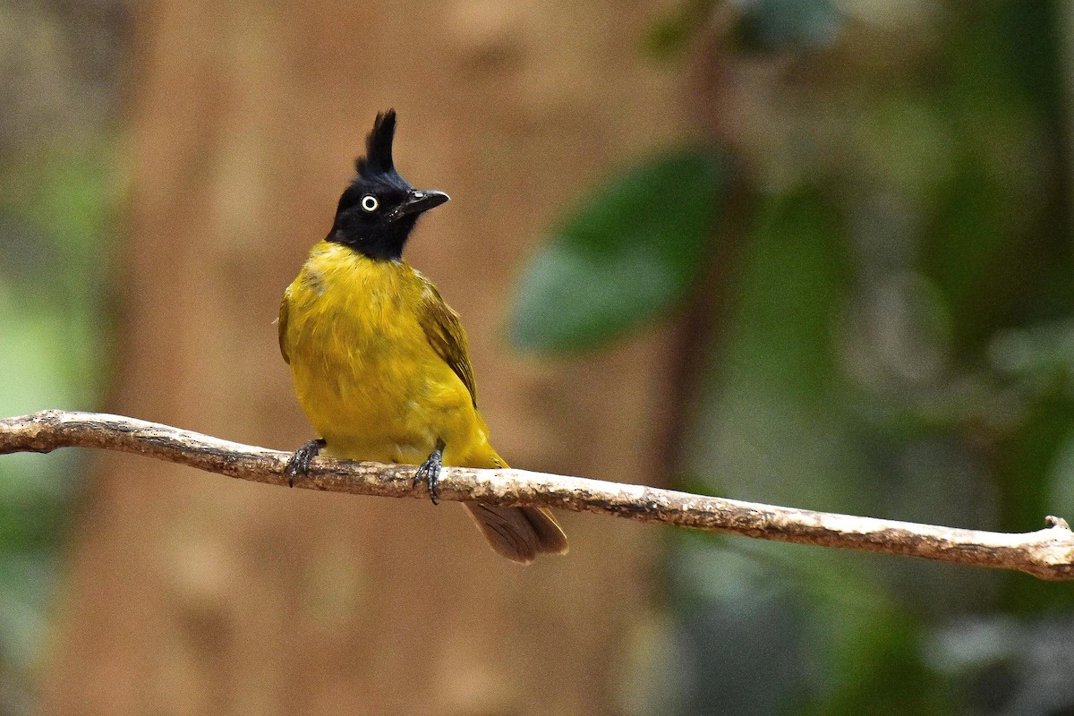 Black-crested Bulbul - ML659334262