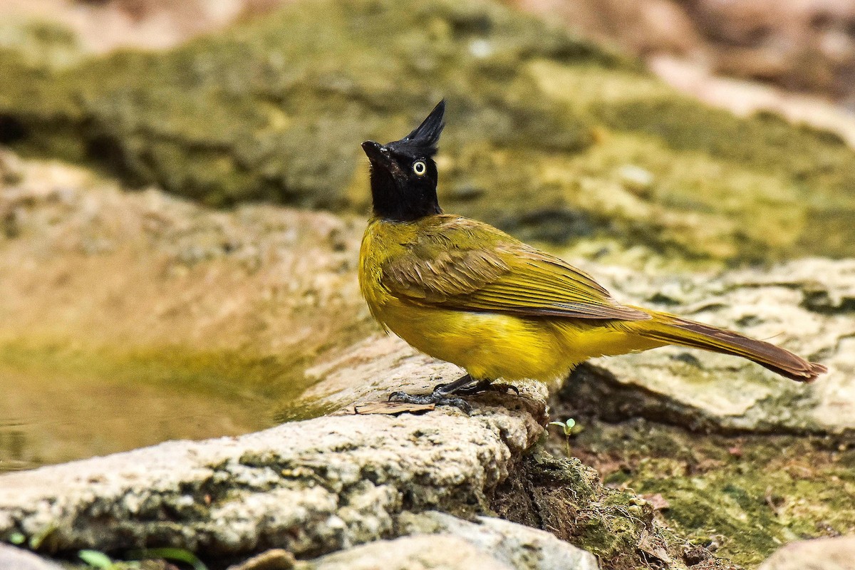 Black-crested Bulbul - ML659334263