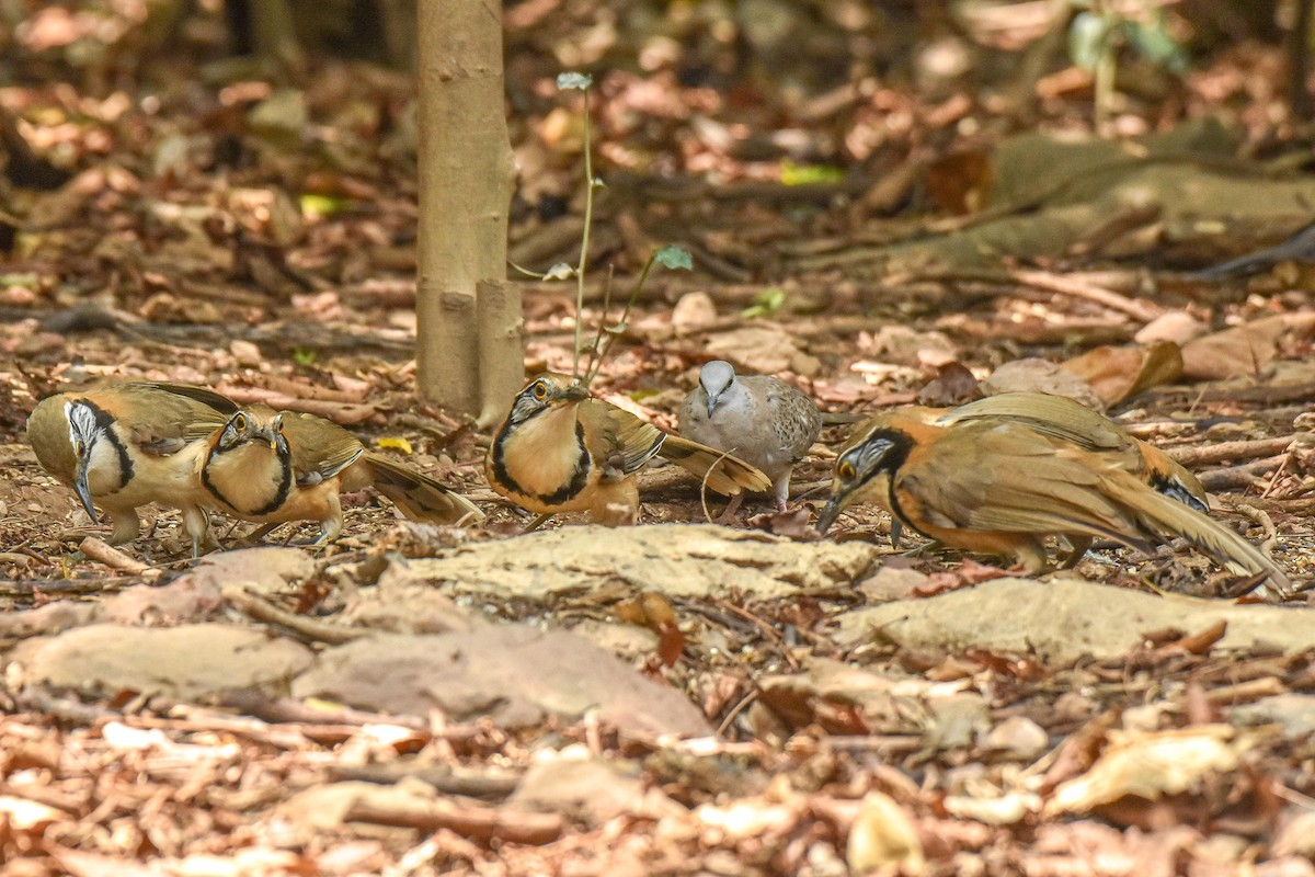 Greater Necklaced Laughingthrush - ML659334286