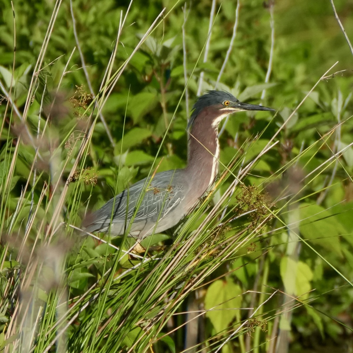 Koartzatxo berdea - ML659334474