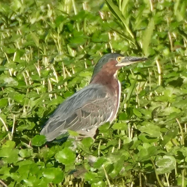 Koartzatxo berdea - ML659334479