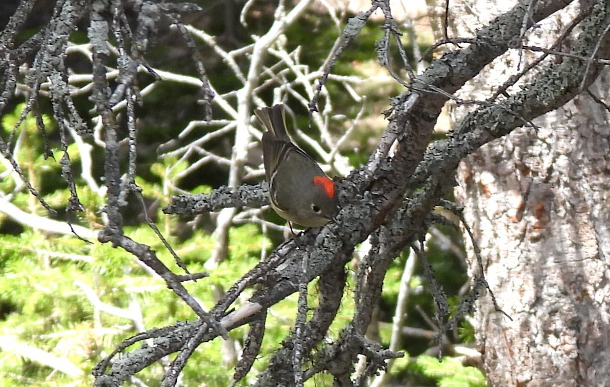 Ruby-crowned Kinglet - ML659334578