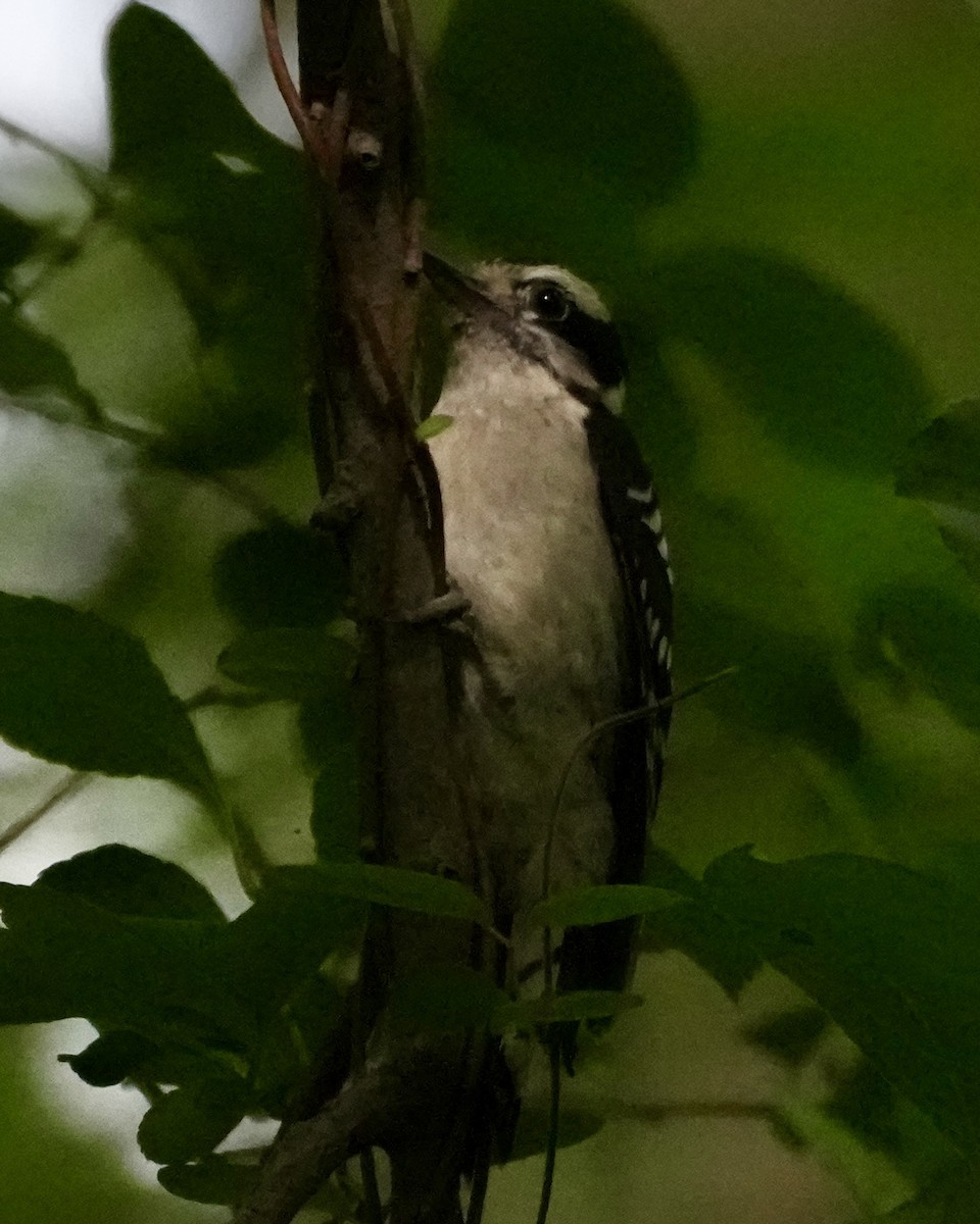 Downy Woodpecker - ML659334642