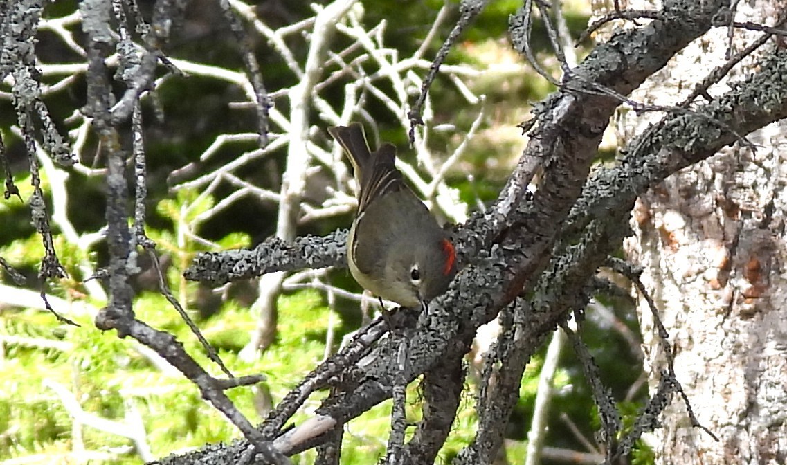 Ruby-crowned Kinglet - ML659334676