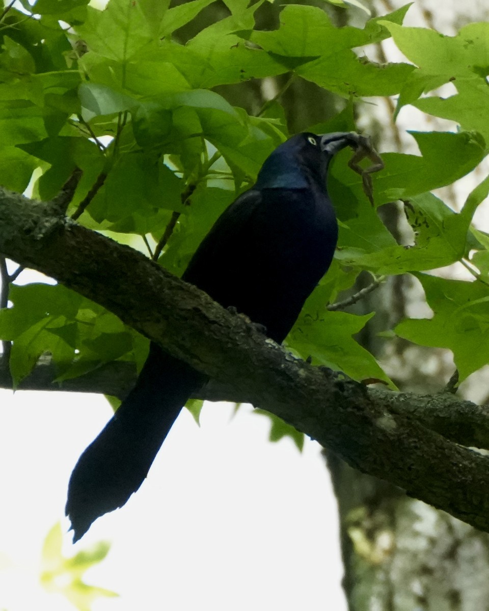 Common Grackle - ML659334716