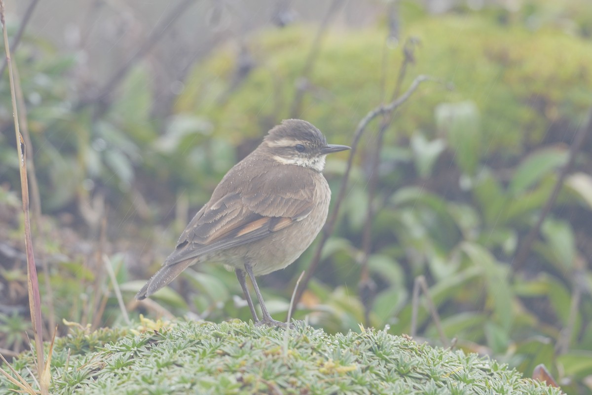 Chestnut-winged Cinclodes - ML659334775