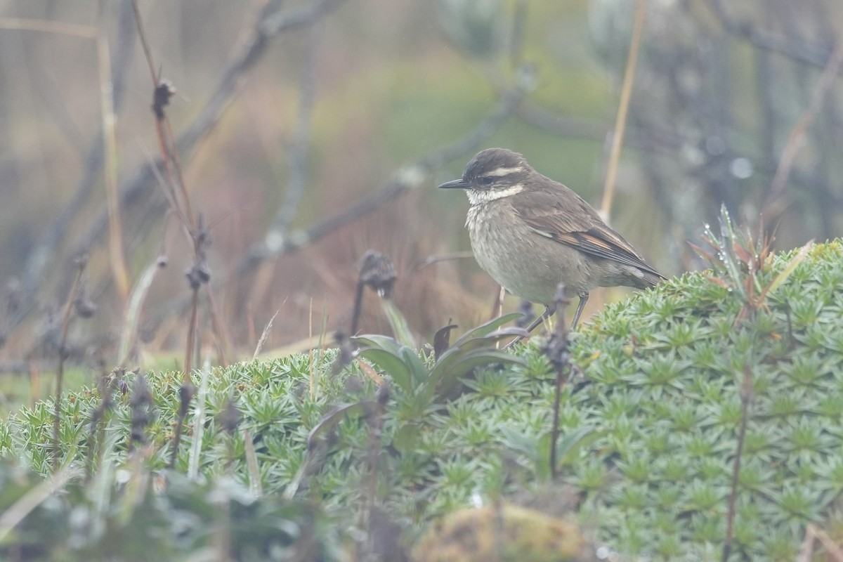 Chestnut-winged Cinclodes - ML659334776