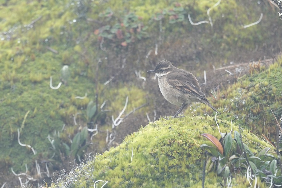 Chestnut-winged Cinclodes - ML659334777