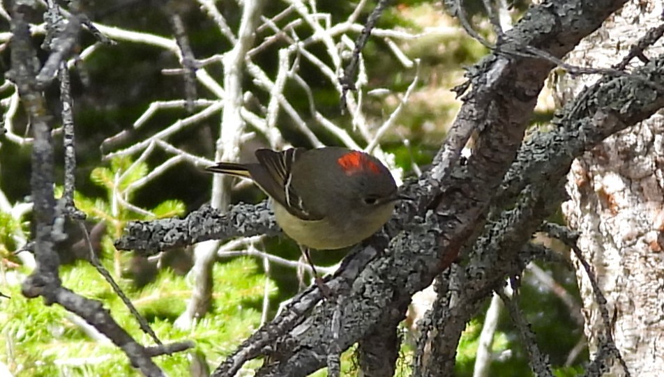 Ruby-crowned Kinglet - ML659334872