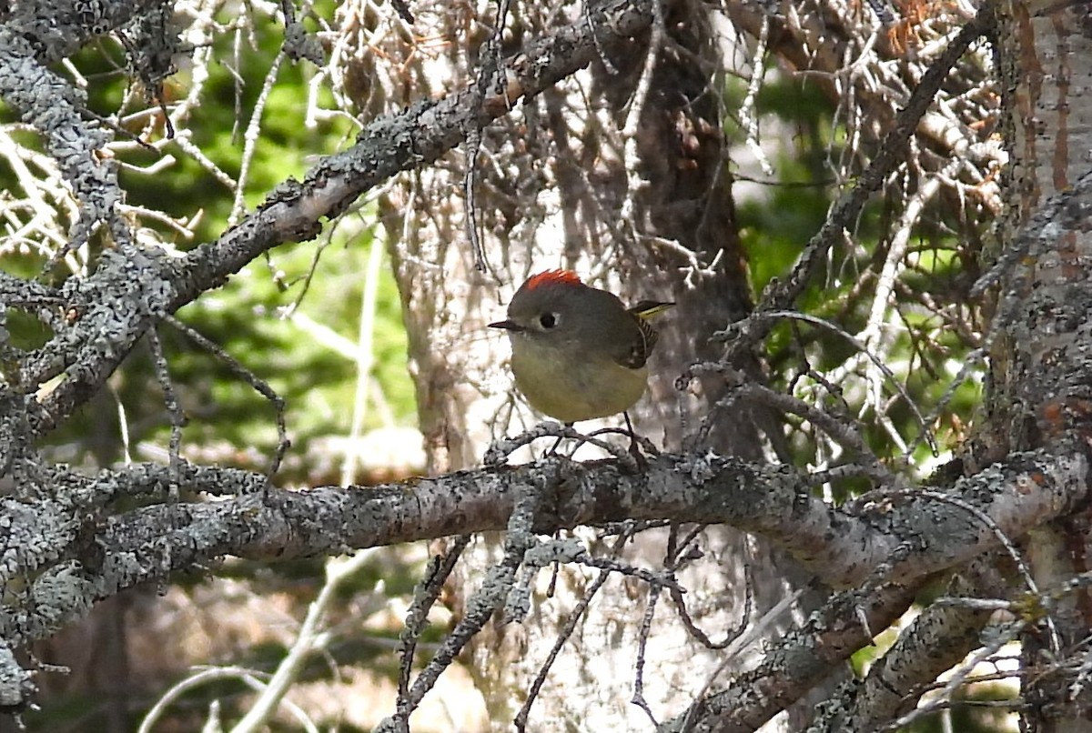 Ruby-crowned Kinglet - ML659334986