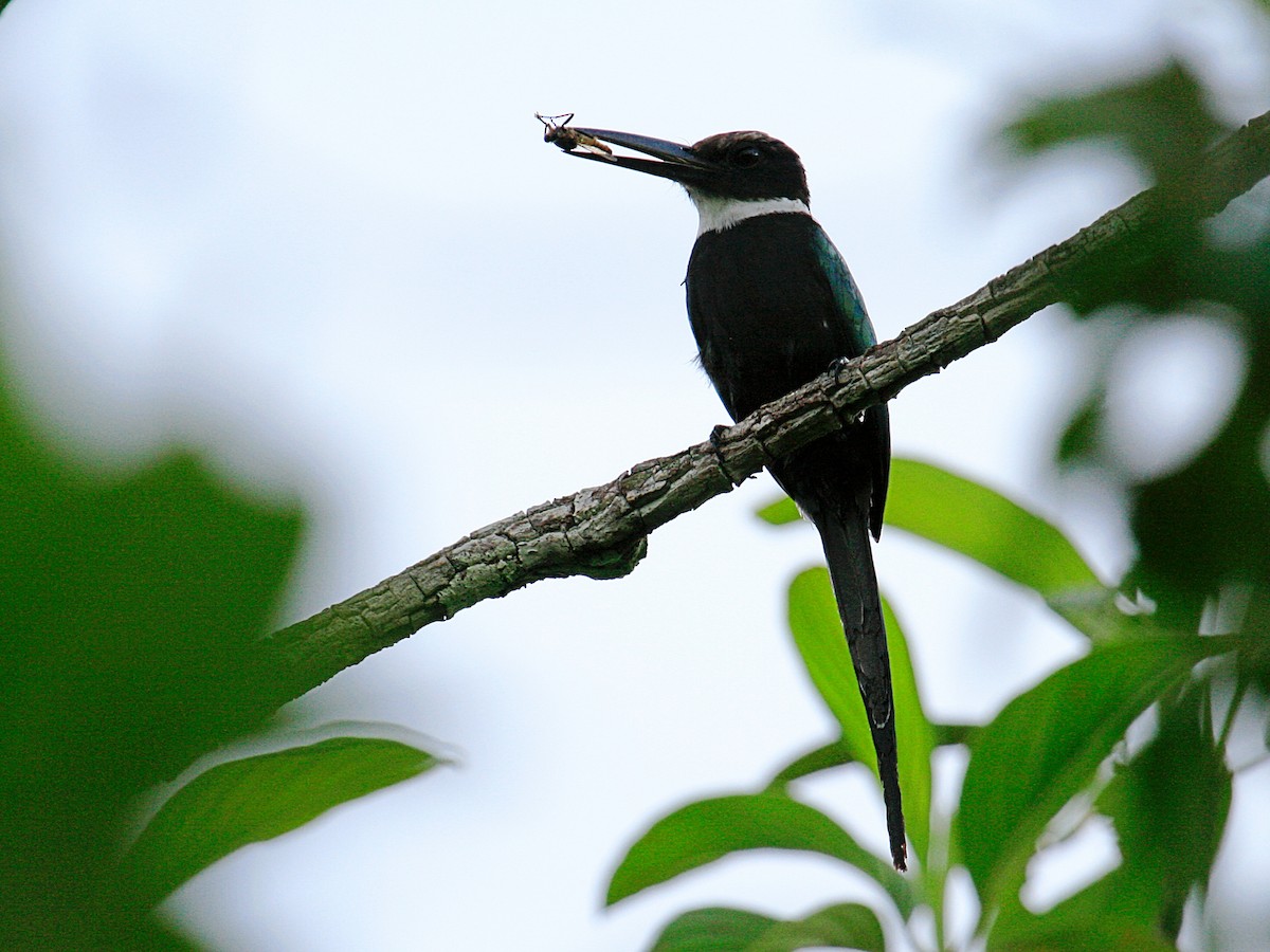 Paradise Jacamar - ML659335021