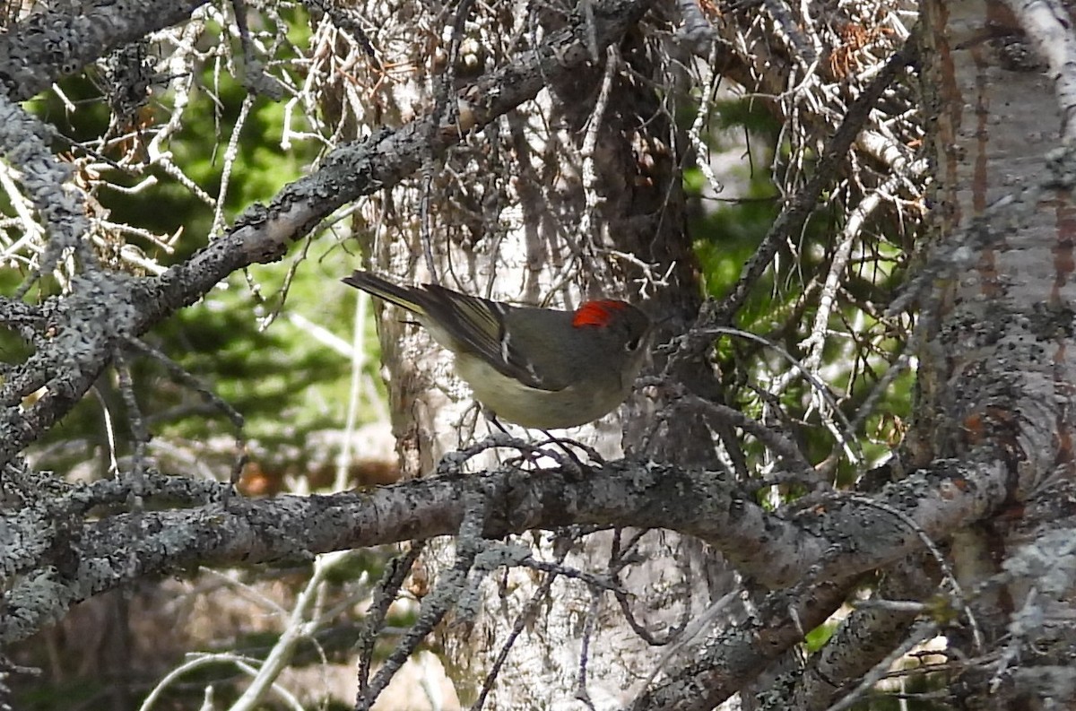 Ruby-crowned Kinglet - ML659335136