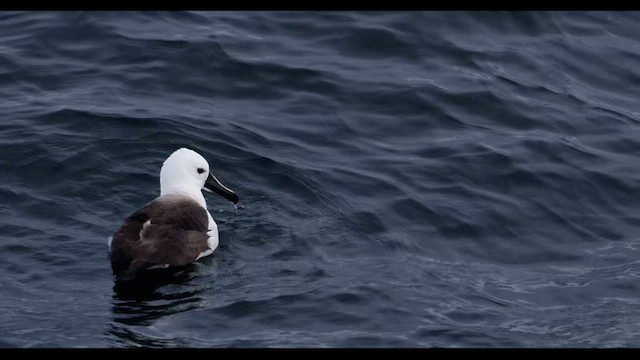 Atlantic Yellow-nosed Albatross - ML659335162