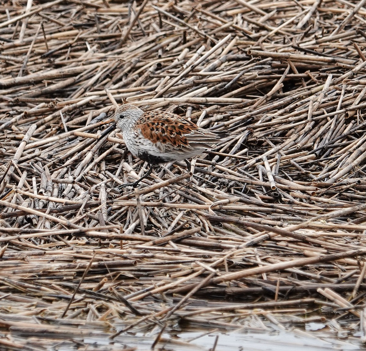 Alpenstrandläufer - ML659335170