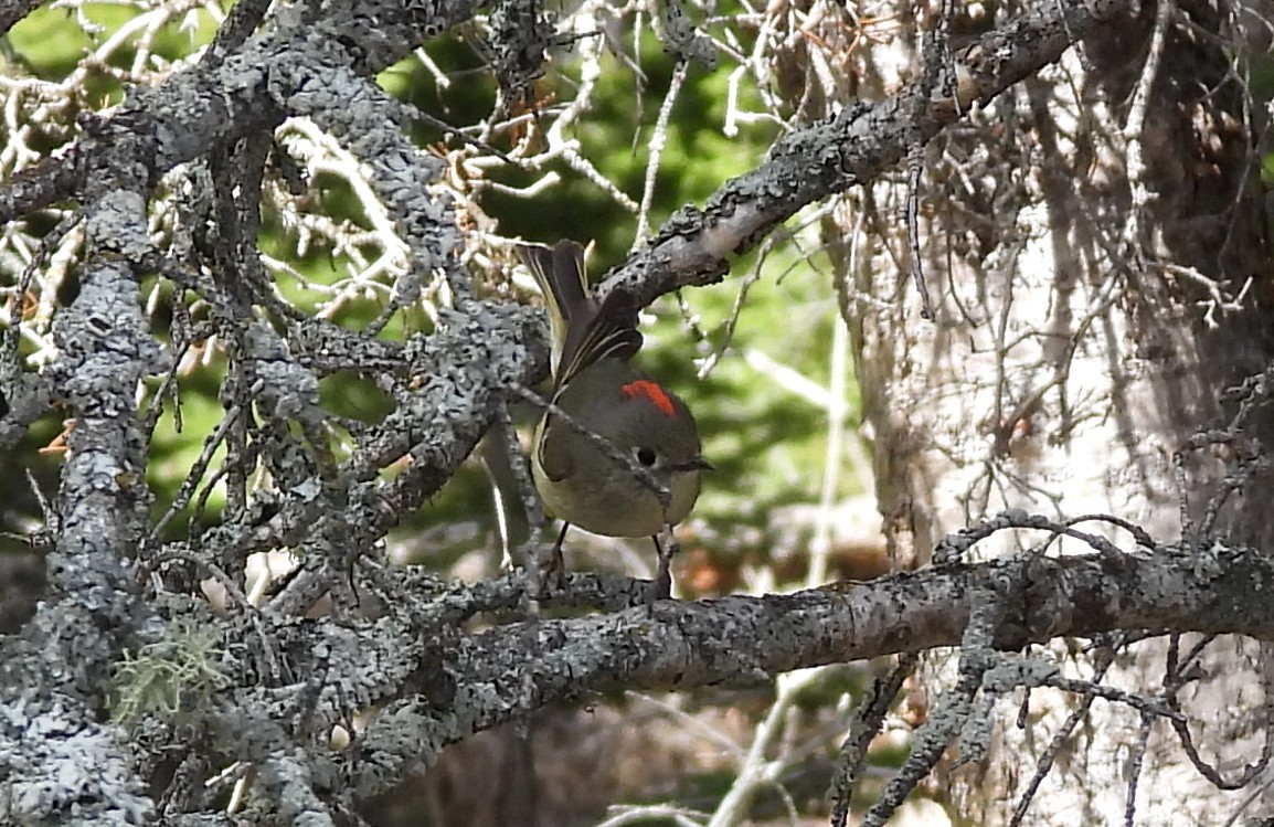 Ruby-crowned Kinglet - ML659335270