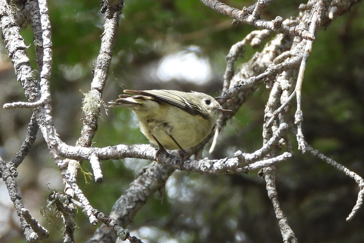 Ruby-crowned Kinglet - ML659335425