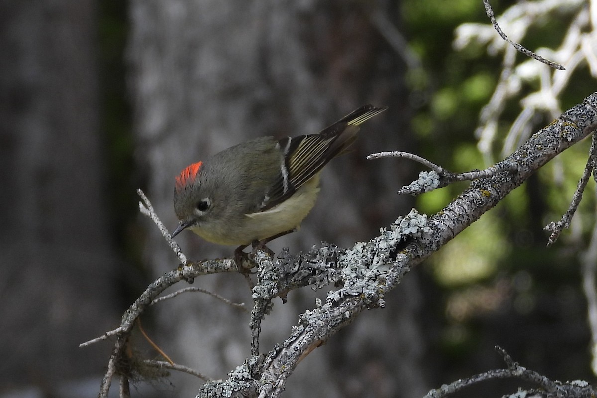 Ruby-crowned Kinglet - ML659335536