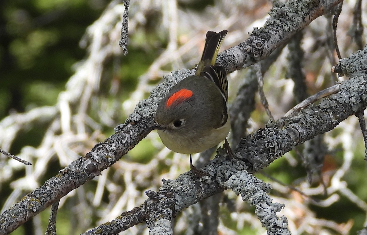 Ruby-crowned Kinglet - ML659335604
