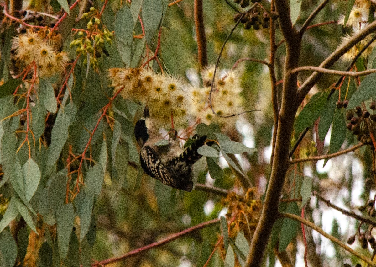 White-fronted Woodpecker - ML659335692