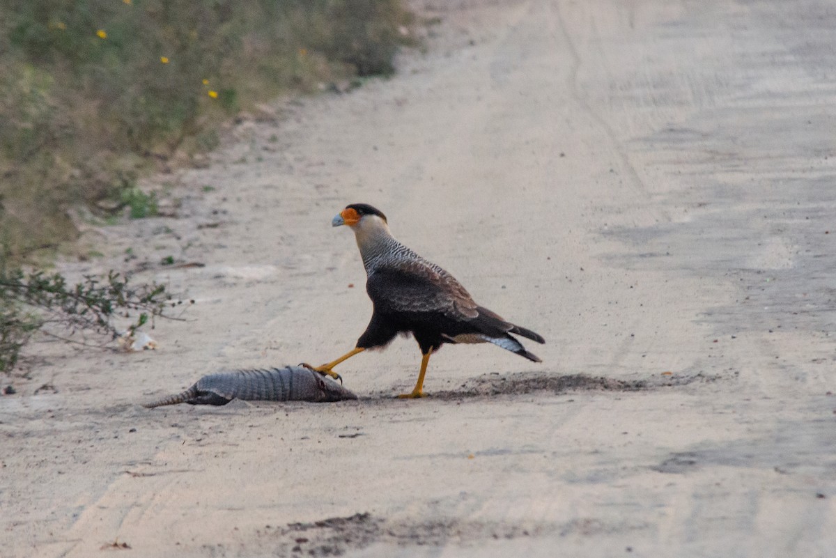Crested Caracara - ML659335887
