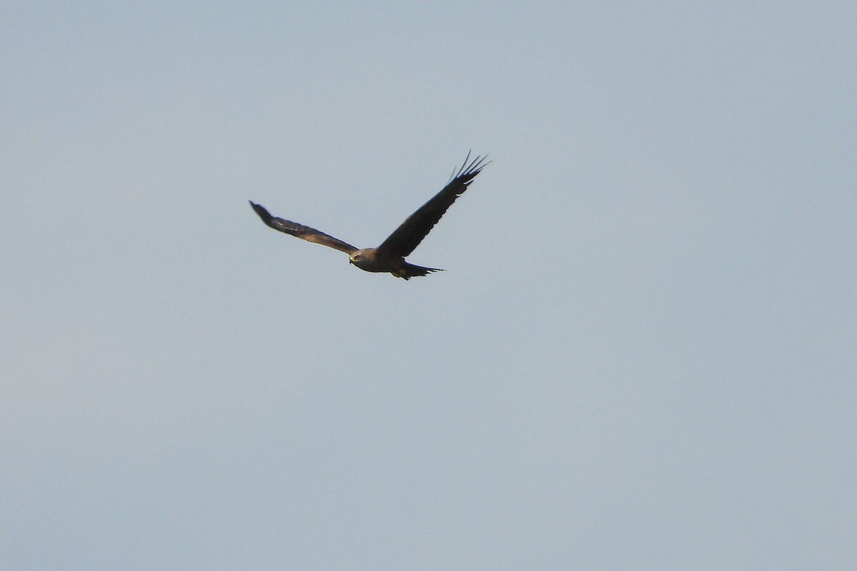 Black Kite - ML659335917