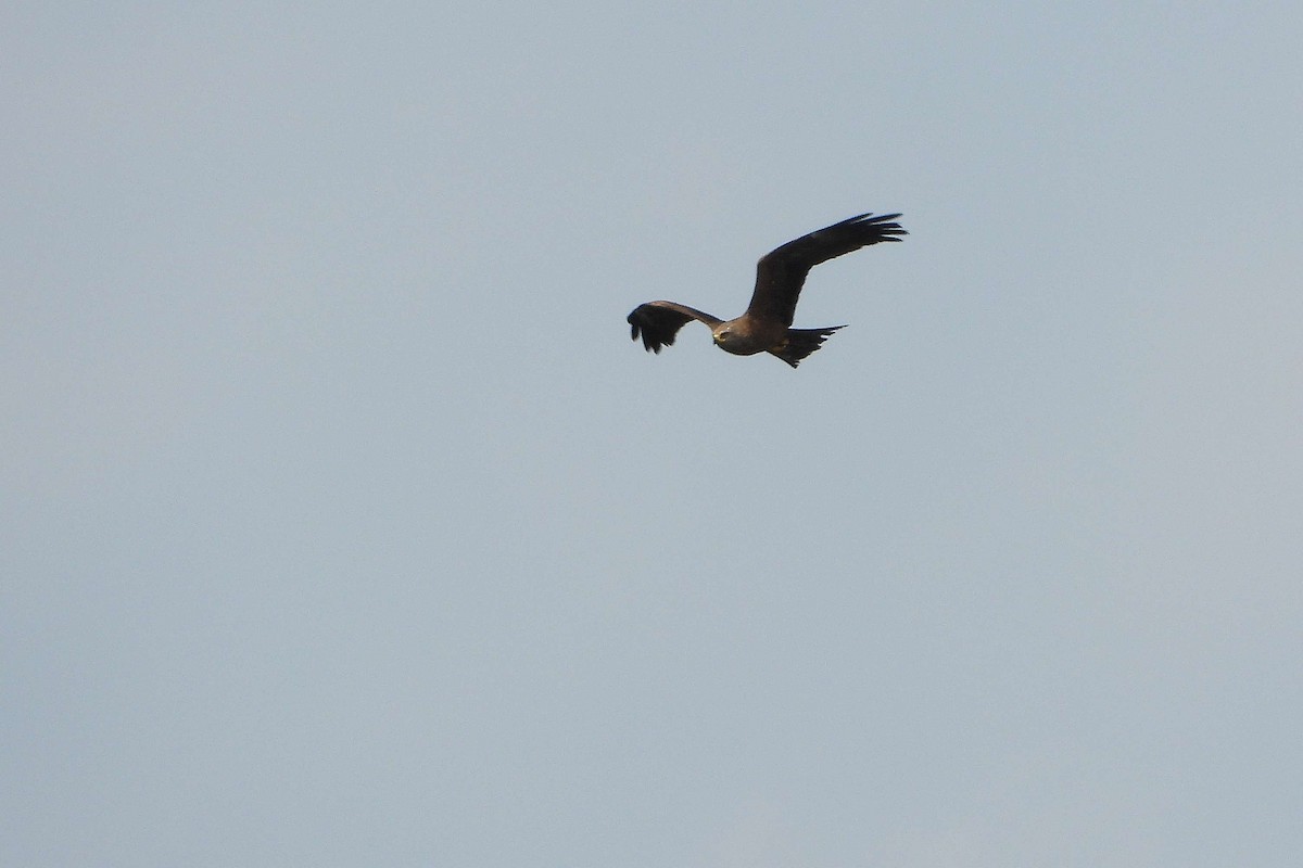 Black Kite - ML659335918