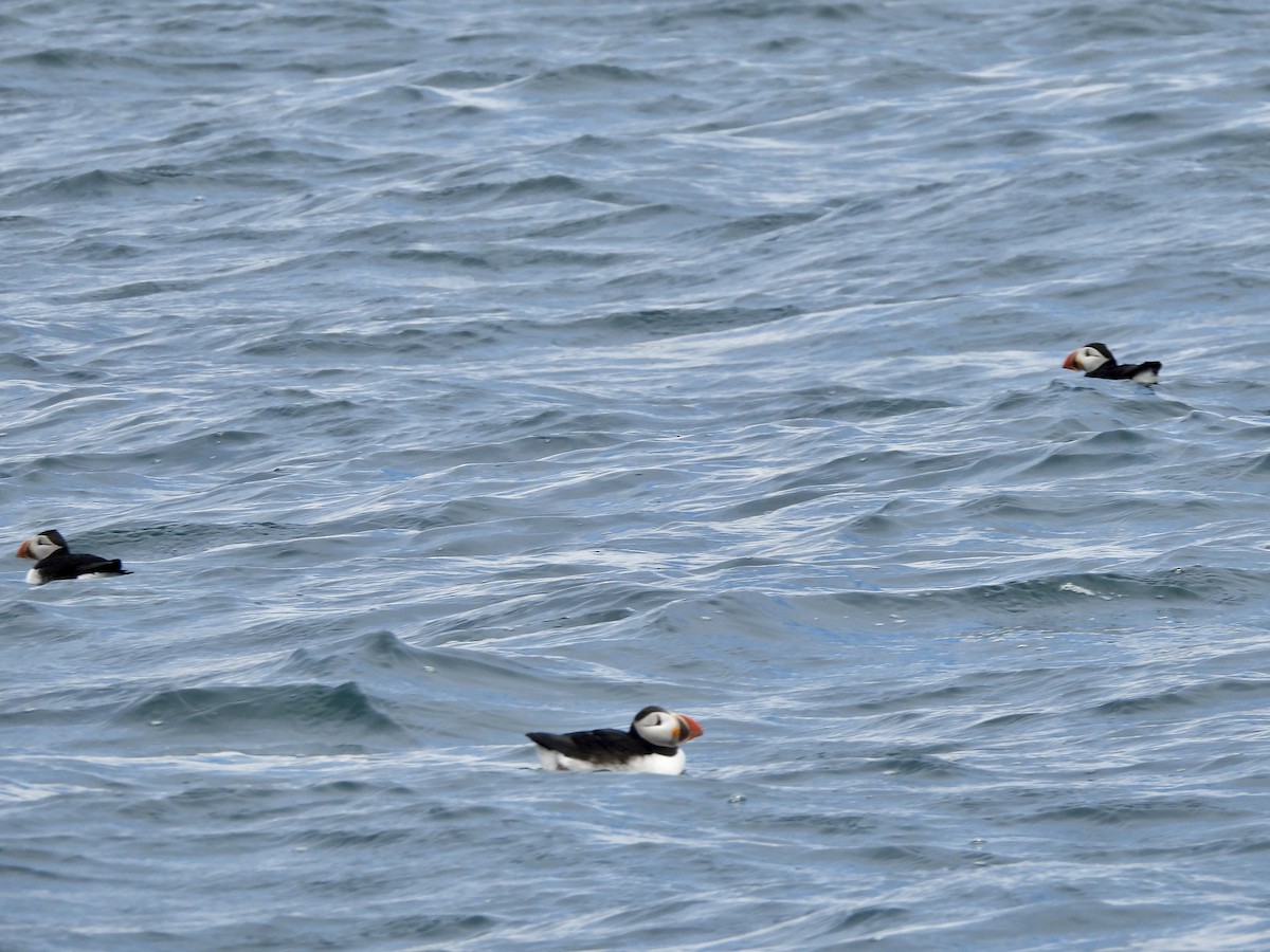 Atlantic Puffin - ML659336035