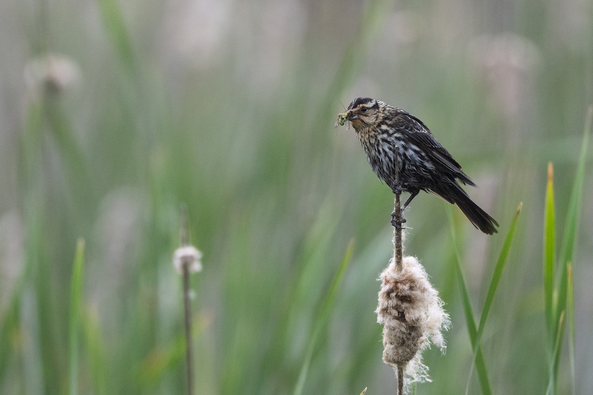 Red-winged Blackbird - ML659336554