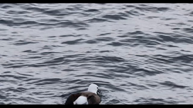 Atlantic Yellow-nosed Albatross - ML659336594