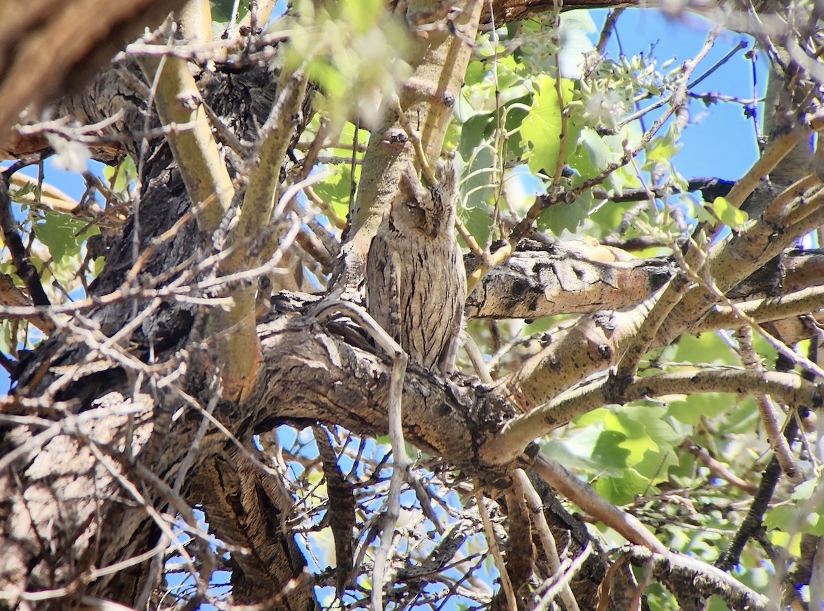 Pallid Scops-Owl - ML659336637
