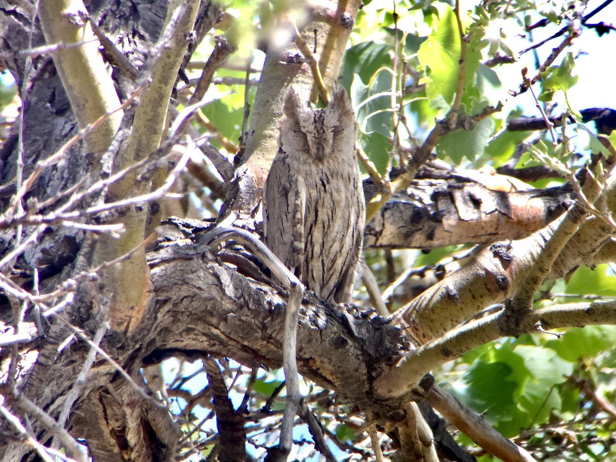 Pallid Scops-Owl - ML659336642