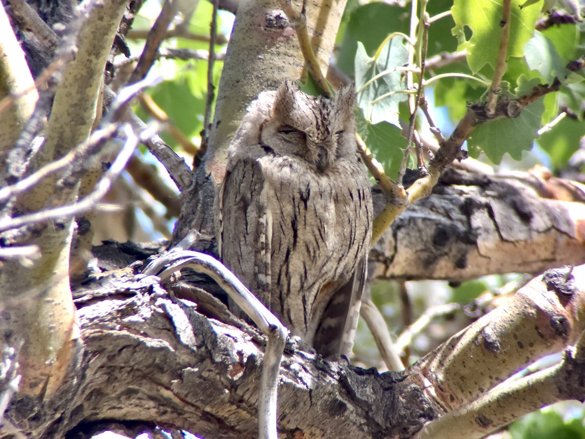 Pallid Scops-Owl - ML659336654