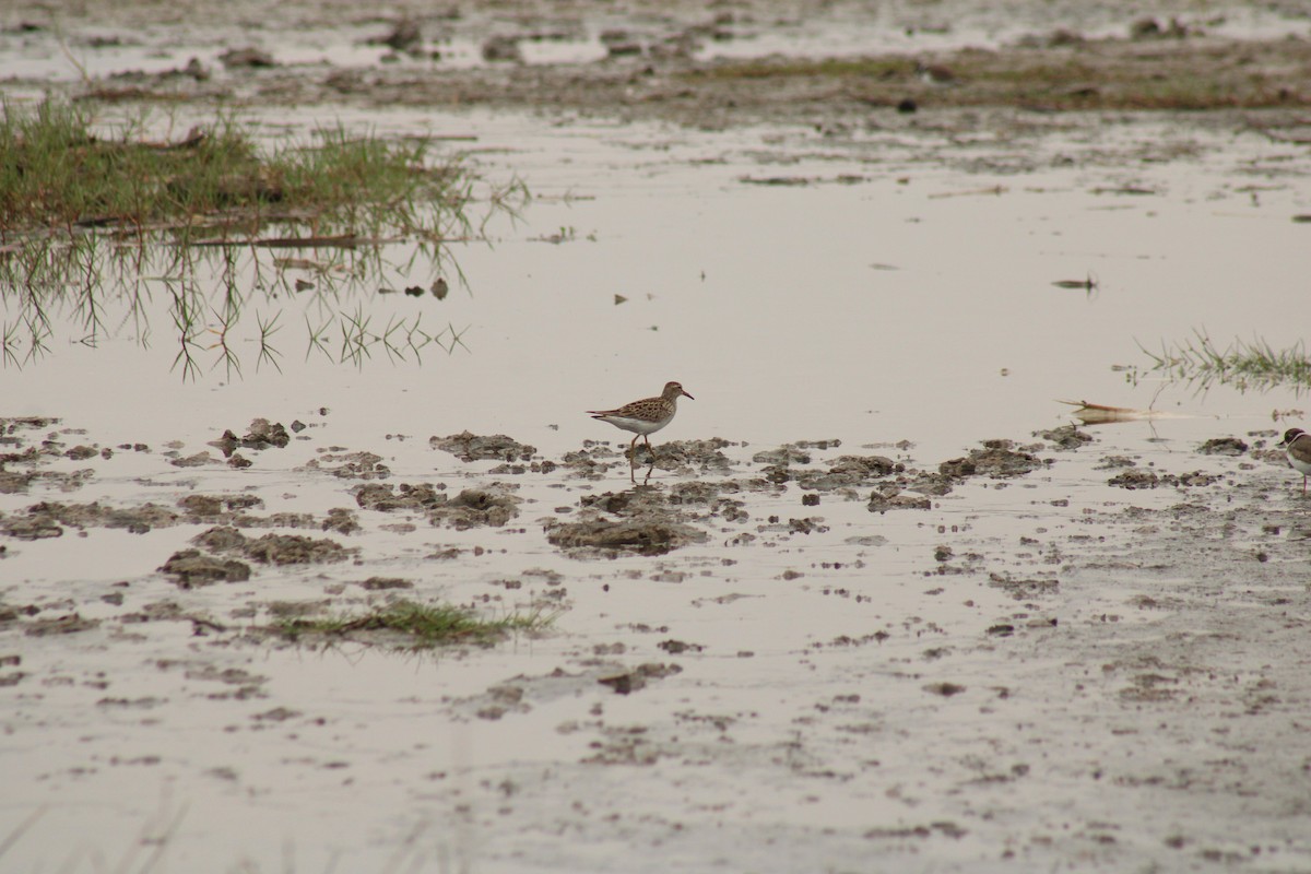 Pectoral Sandpiper - ML659336678
