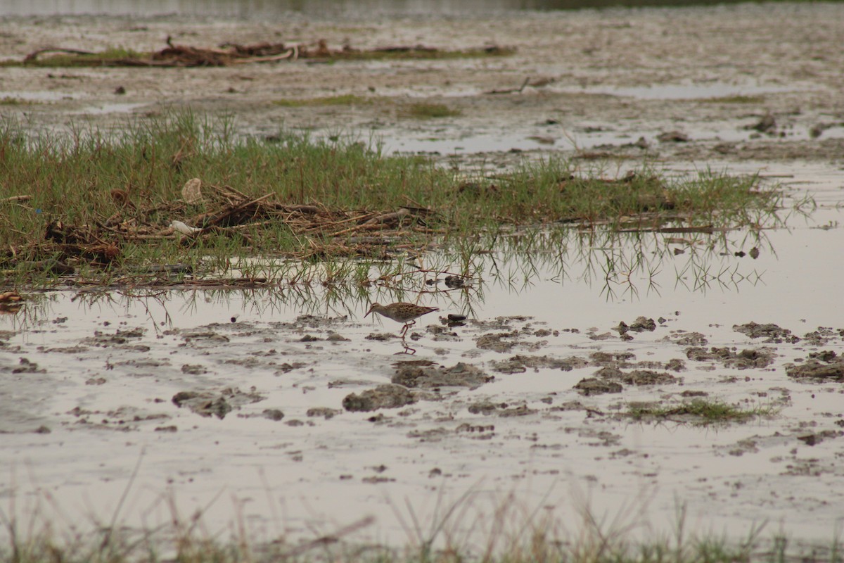 Pectoral Sandpiper - ML659336679