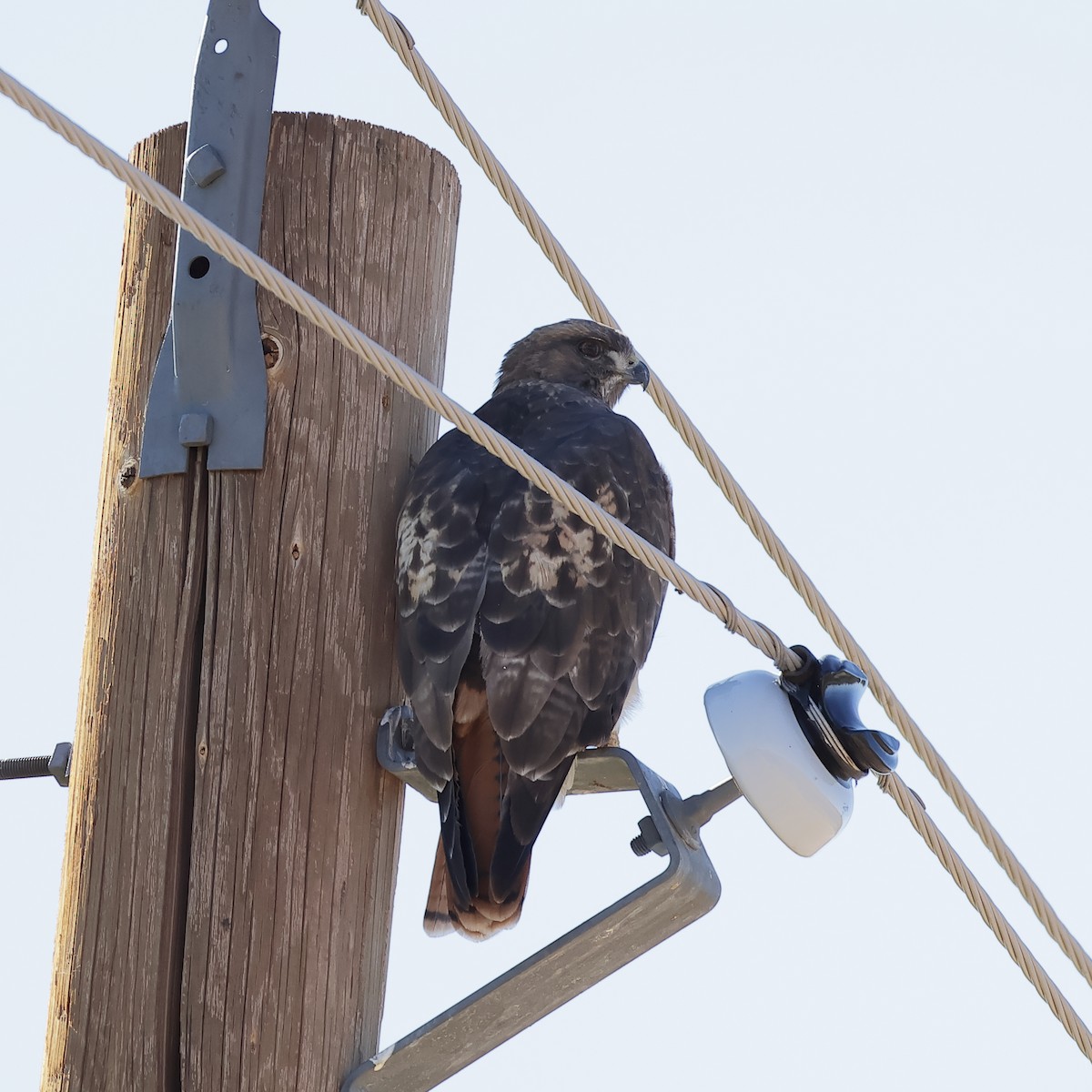 Rotschwanzbussard - ML659336798