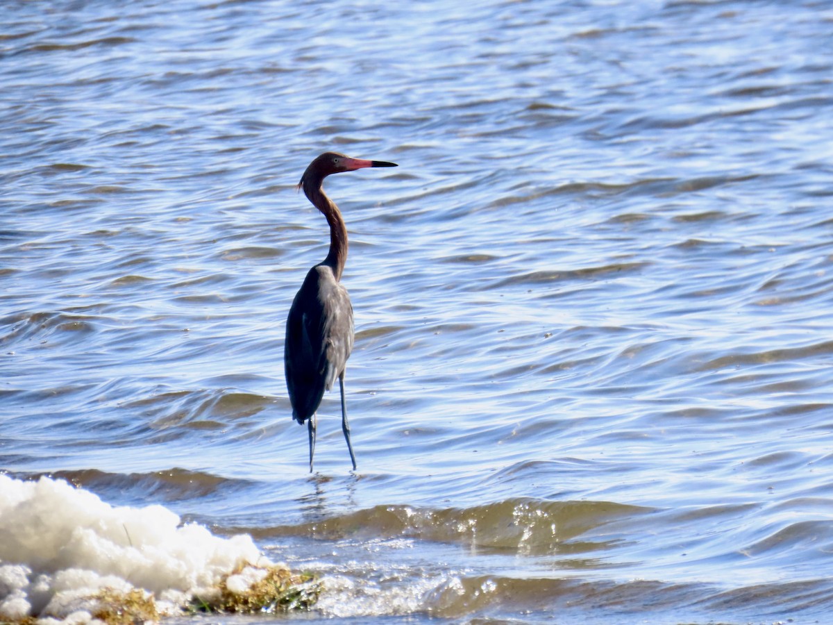 Reddish Egret - ML659336942