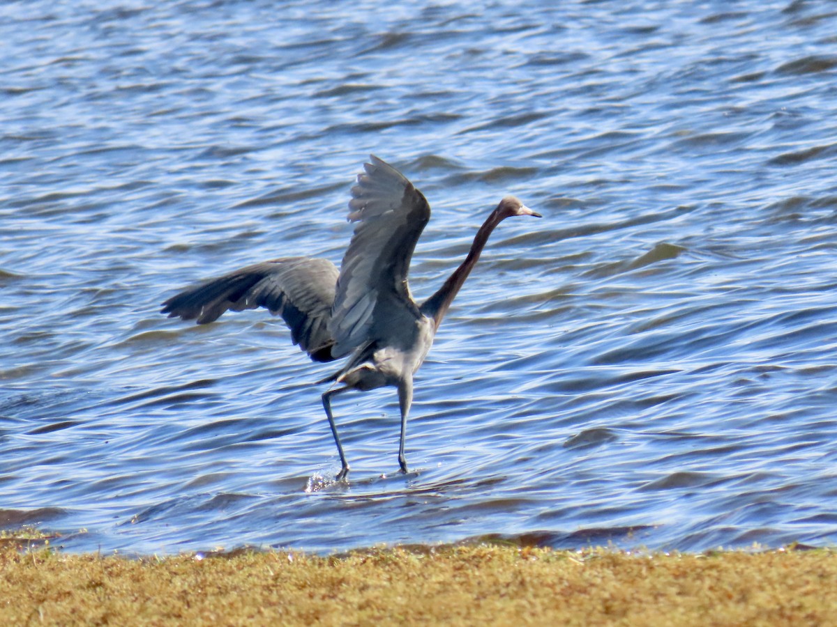Reddish Egret - ML659336943