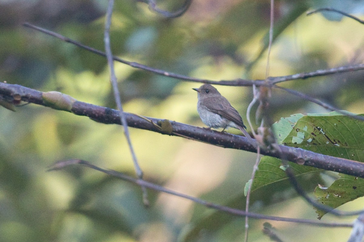 Brown-streaked Flycatcher (Umber) - ML659337379