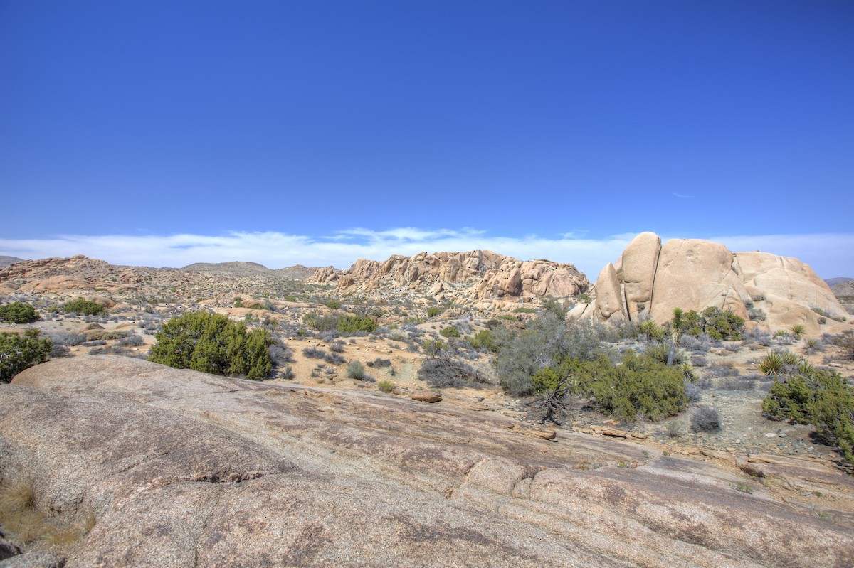 null - ML659337730