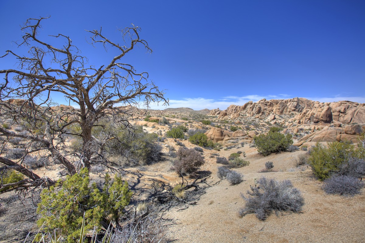 null - ML659337735