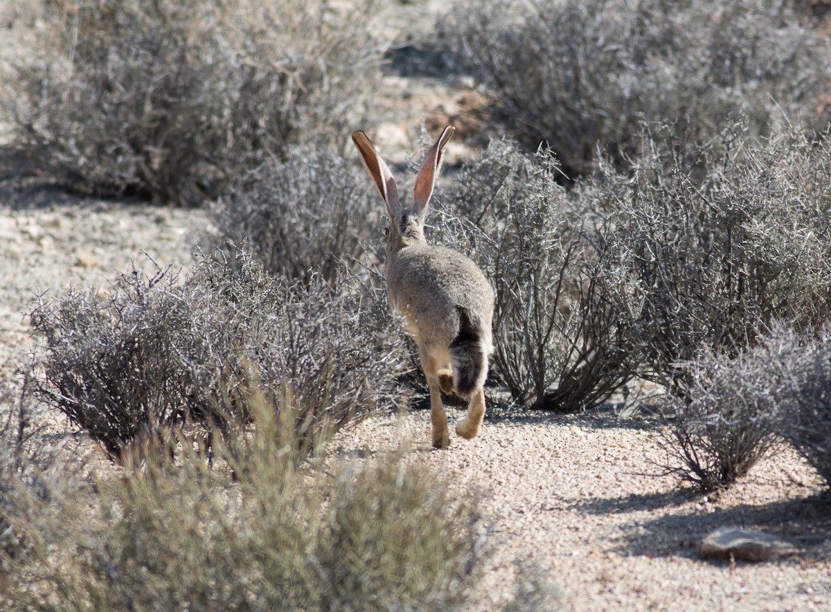 Hares and Jackrabbits - ML659338038