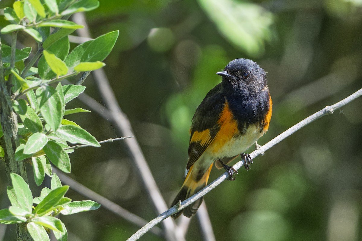 American Redstart - ML659338087