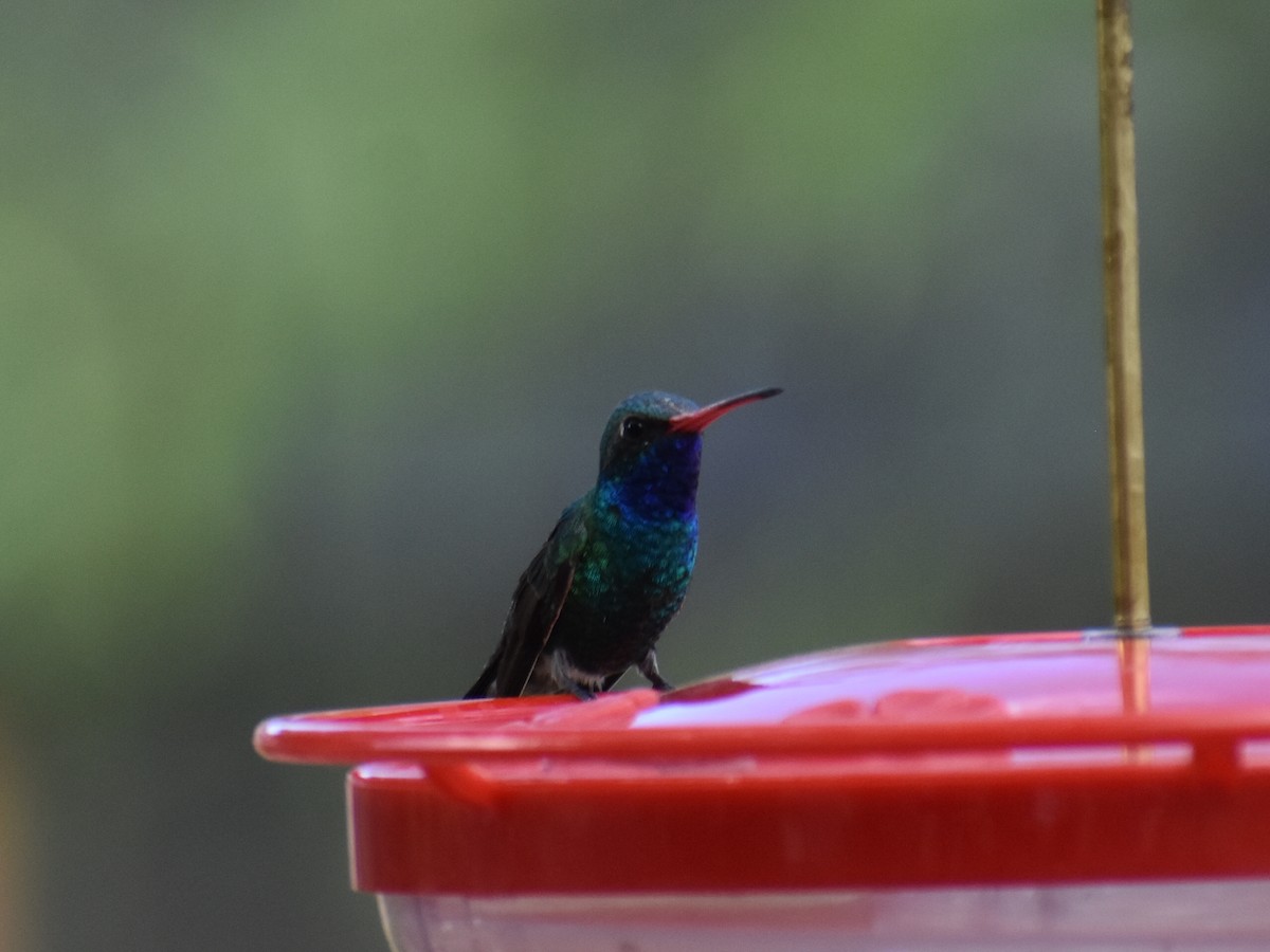 Broad-billed Hummingbird - ML659338546