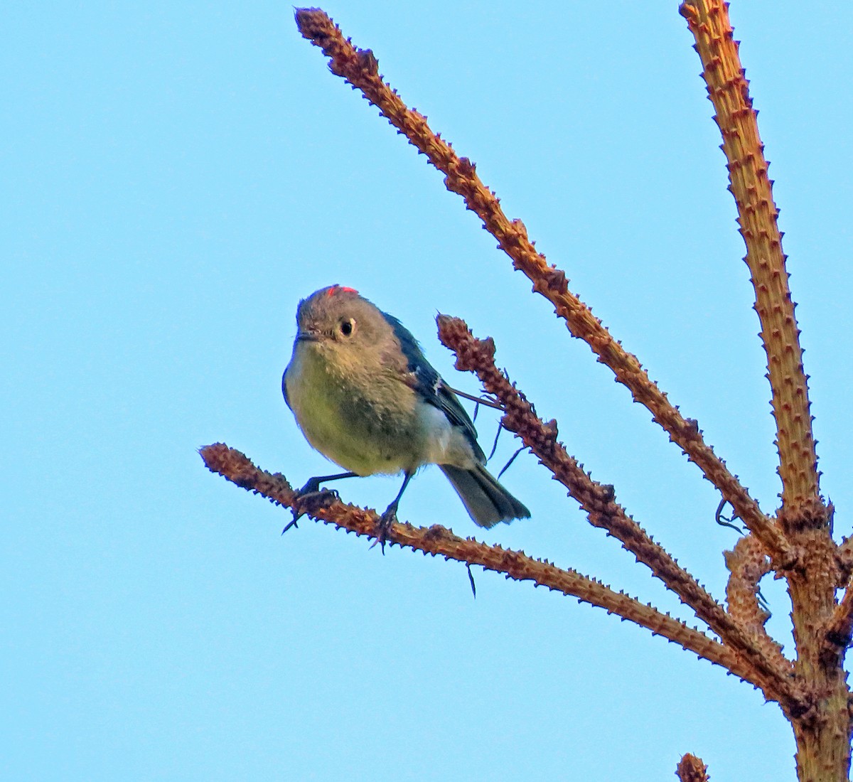 Ruby-crowned Kinglet - ML659338992
