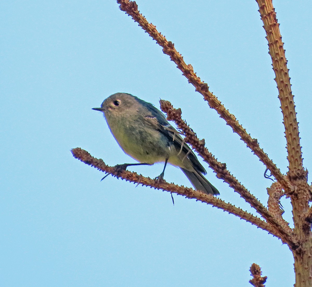 Ruby-crowned Kinglet - ML659338993