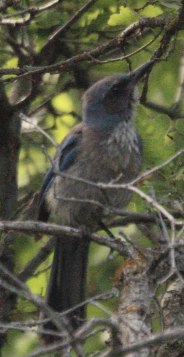 Woodhouse's Scrub-Jay - ML659339543